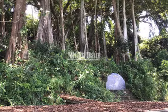 Cây đa di sản gần 1.000 năm tuổi trên Bán đảo Sơn Trà 