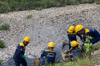 Các công nhân khẩn trương thu gom số cá chết tại hồ điều tiết Liên Chiểu và kênh chung quanh. (Ảnh: ANH ĐÀO)