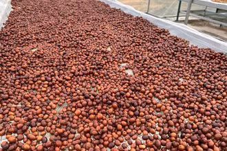 Quả cà-phê chè sau khi thu hái được phơi dưới ánh nắng nhẹ để bảo đảm chất lượng.