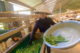 Chị Nguyễn Thị Hiền xã Sơn Lễ, Hương Sơn nuôi dê boer cho hiệu quả cao.