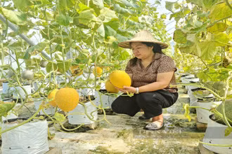 Mô hình dưa lưới được Sở Khoa học và Công nghệ Điện Biên thực hiện trồng thí điểm.