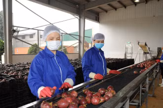 Dự kiến năm nay trái chanh dây của Việt Nam sẽ chính thức được cấp phép xuất khẩu sang thị trường Mỹ.