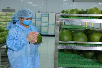 Chuẩn bị đóng gói bưởi xuất khẩu tại Công ty Vina T&T Group.
