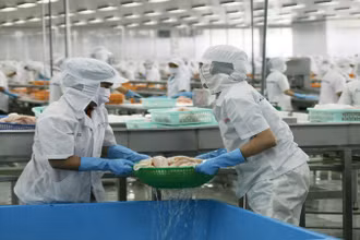 Dự báo xuất khẩu cá tra sẽ tăng trưởng từ quý III/2024.