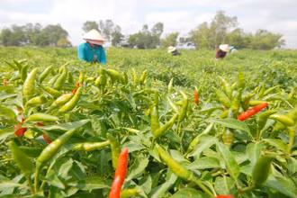 Ớt là mặt hàng gia vị duy nhất có kim ngạch xuất khẩu tăng trong 3 tháng đầu năm 2024.