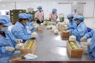 Dừa tươi Việt Nam có nhiều cơ hội tăng trưởng xuất khẩu tại thị trường Trung Quốc. 