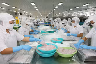 Mỹ hiện là nhà nhập khẩu cá tra hàng đầu của Việt Nam. 
