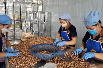 Nhu cầu tiêu thụ hạt điều trên thế giới dự báo tăng mạnh trong năm 2025.