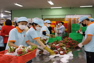 Rau quả Việt Nam có nhiều triển vọng xuất khẩu vào thị trường Đức. 