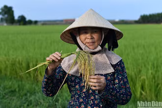 Bà Nguyễn Thị Nguyệt bên ruộng lúa hữu cơ của gia đình.
