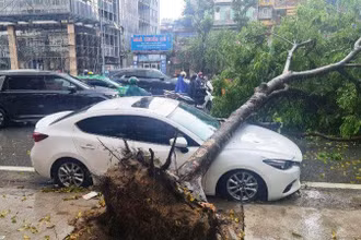 Cây đổ đè trúng ô-tô đang dừng đỗ. (Ảnh: NGỌC KHÁNH)