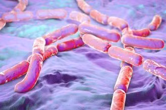 Vi khuẩn Bacillus cereus. (Ảnh minh họa)