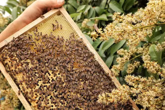 Là thủ phủ vải thiều chín sớm của huyện Tân Yên (Bắc Giang), xã Phúc Hòa hiện có trên 700ha vải. Thời điểm này vườn vải đều bung nở, thu hút hàng trăm đàn ong đến hút mật. (Ảnh: DANH LAM/TTXVN)