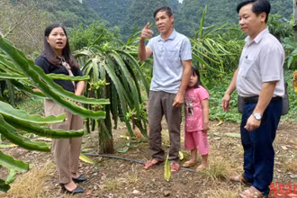 Cán bộ tín dụng chính sách kiểm tra hiệu quả vốn vay tại hộ vay vốn ở xã Quang Long, huyện Hạ Lang, tỉnh Cao Bằng.