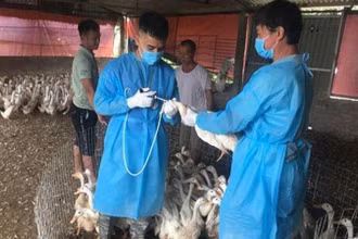 Cán bộ thú y Hà Nội tiêm phòng vaccine cho đàn gia cầm để phòng, chống dịch cúm gia cầm. (Ảnh: DUNG THU)