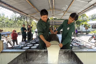 Công nhân khai thác mủ cao-su tại nông trường của Công ty Cao-su Tân Biên.