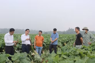 Bí thư Huyện ủy Tam Nông Vương Đức Thủy (người đầu tiên bên trái) kiểm tra chỉ đạo công tác sản xuất nông nghiệp trên địa bàn huyện.
