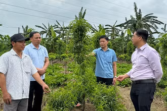Lãnh đạo xã Tứ Dân trao đổi kỹ thuật chăm sóc cây đào với ông Nguyễn Huy Tứ (ngoài cùng bên trái).