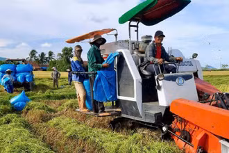 Hợp tác xã Nông nghiệp kinh doanh dịch vụ Hòa Phú, huyện Tây Hòa (Phú Yên) tập trung thu hoạch lúa hè thu. (Ảnh NGỌC HÂN)