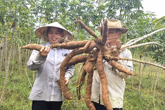 Nông dân huyện Bố Trạch, tỉnh Quảng Bình thu hoạch sắn.