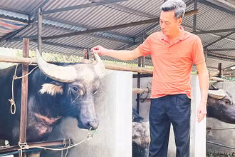 Anh Lê Mai Hiền chăm sóc đàn trâu nuôi nhốt.