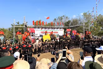 Những chú voi tham gia Hội voi Buôn Đôn năm 2023.