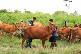 Nhiều hộ chăn nuôi ở Đắk Lắk đã chú trọng phòng, chống dịch bệnh cho đàn gia súc theo khuyến cáo của ngành nông nghiệp tỉnh.