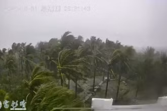 Cây cối bị gió mạnh thổi bay khi bão Kong-rey đổ bộ vào đất liền. Ảnh: Reuters