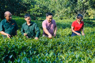 Hướng dẫn bà con thu hái chè sạch tại vườn. 