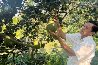 Ông Vương Thành Công (xã Tường Đa, huyện Châu Thành, tỉnh Bến Tre) chăm sóc vườn bưởi chuẩn bị bán Tết.