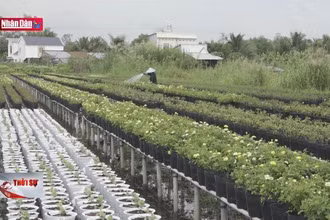 Nỗi lo bão giá hoa Tết