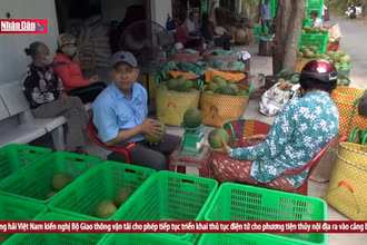 Bưởi Tết dự kiến tăng giá do thiếu nguồn cung