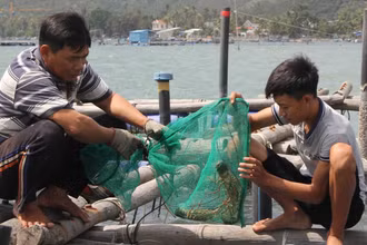 Người nuôi kiểm tra tôm hùm nuôi trong lồng bè vào mỗi buổi sáng.