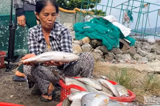 Ngoài tôm hùm, các loại cá nuôi đến kỳ thu hoạch cũng bị chết hàng loạt, người nuôi thiệt hại nặng.
