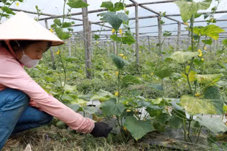 Chuyển đổi cơ cấu cây trồng đem lại thu nhập ổn định cho người dân ở Than Uyên (Lai Châu).
