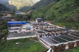 Với tiềm năng, thế mạnh tự nhiên sẵn có, nuôi cá nước lạnh đang được Lai Châu quy hoạch thu hút các cá nhân, doanh nghiệp vào đầu tư. 