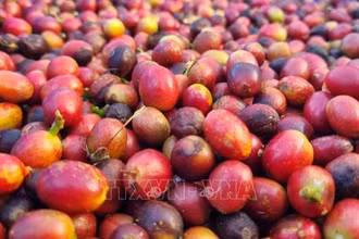 Thu hoạch cà-phê chín sẽ cho trọng lượng và giá bán cao hơn từ 20-50% so với cà-phê xanh. (Ảnh: TTXVN)