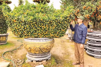 Nông dân huyện Văn Giang, tỉnh Hưng Yên chuyển đổi trồng cây cảnh cho thu nhập cao
