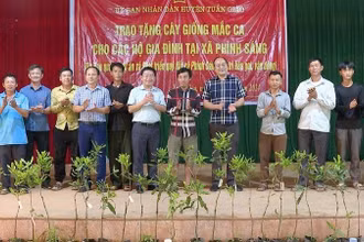 Các đồng chí lãnh đạo huyện Tuần Giáo trao cây mắc-ca giống tặng các gia đình đồng bào dân tộc thiểu số ở xã Phình Sáng, huyện Tuần Giáo.