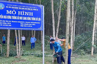 Mô hình chuyển đổi cây gỗ nhỏ sang cây gỗ lớn. (Ảnh: MAI HOA)