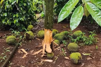 Một vườn sầu riêng bị kẻ xấu phá hoại.