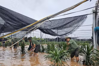 Đoàn thanh niên Công an tỉnh Hưng Yên đã huy động lực lượng đoàn viên thanh niên hỗ trợ người dân trên địa bàn xã Xuân Quan, huyện Văn Giang, tỉnh Hưng Yên di chuyển tài sản, cây cảnh, nhằm giảm thiểu thiệt hại do bão số 3 gây ra. 