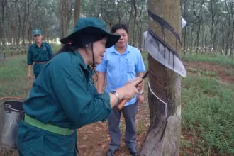Công nhân khai thác mủ cao su trên vườn cây Công ty Trách nhiệm hữu hạn Một thành viên Tổng công ty cao su Đồng Nai.