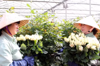 Hoa hồng Đà Lạt được thị trường dịp Lễ tình nhân ưa chuộng.