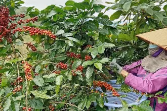 Người dân tỉnh Lâm Đồng thu hoạch cà-phê. (ẢnhMai Văn Bảo)