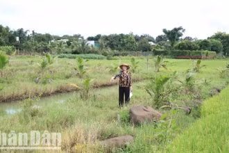 Khu vực đất mà bà Phạm Thị Cúc và các ông Nguyễn Văn Huy và Nguyễn Văn Huỳnh đang tranh chấp tại thôn 7, xã Hòa Xuân, thành phố Buôn Ma Thuột.