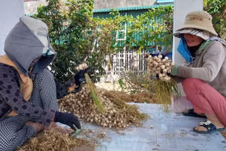 Nông dân thu hoạch năng suất kém, giá bán thấp, trong khi Sở Nông nghiệp và Phát triển nông thôn thì báo cáo chưa đúng với thực tế.