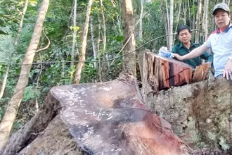 Hiện trường gỗ rừng bị chặt phá.