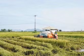 Máy gặt hoạt động hết công suất thu hoạch lúa hè thu chạy bão ở huyện Nam Đàn.