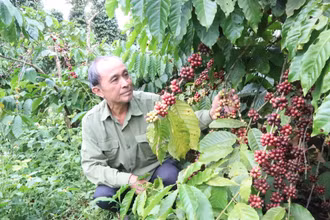 Người dân tỉnh Đắk Lắk kiểm tra sự phát triển của cây cà-phê. (Ảnh: Nguyễn Công Lý)